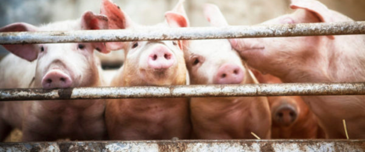 Brown enjoys raising hogs, proudly produces food – Ohio Ag Net